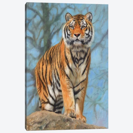 Amur Tiger Watch Canvas Print #STG128} by David Stribbling Canvas Artwork