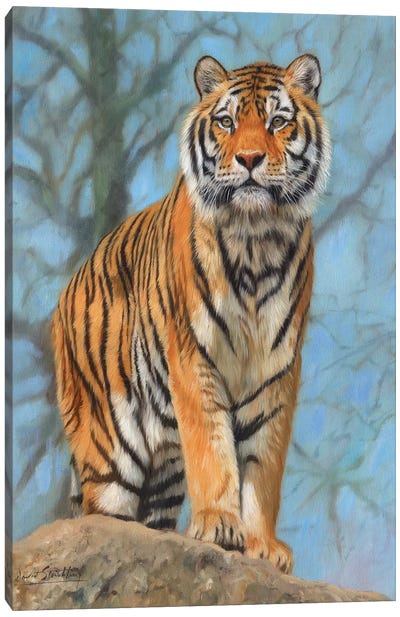Amur Tiger Watch Canvas Art Print - David Stribbling