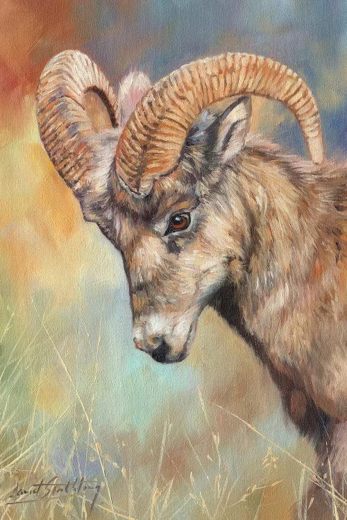 Bighorn Sheep