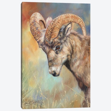 Bighorn Sheep Canvas Print #STG129} by David Stribbling Canvas Artwork
