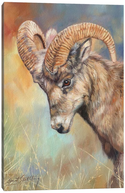 Bighorn Sheep Canvas Art Print - David Stribbling