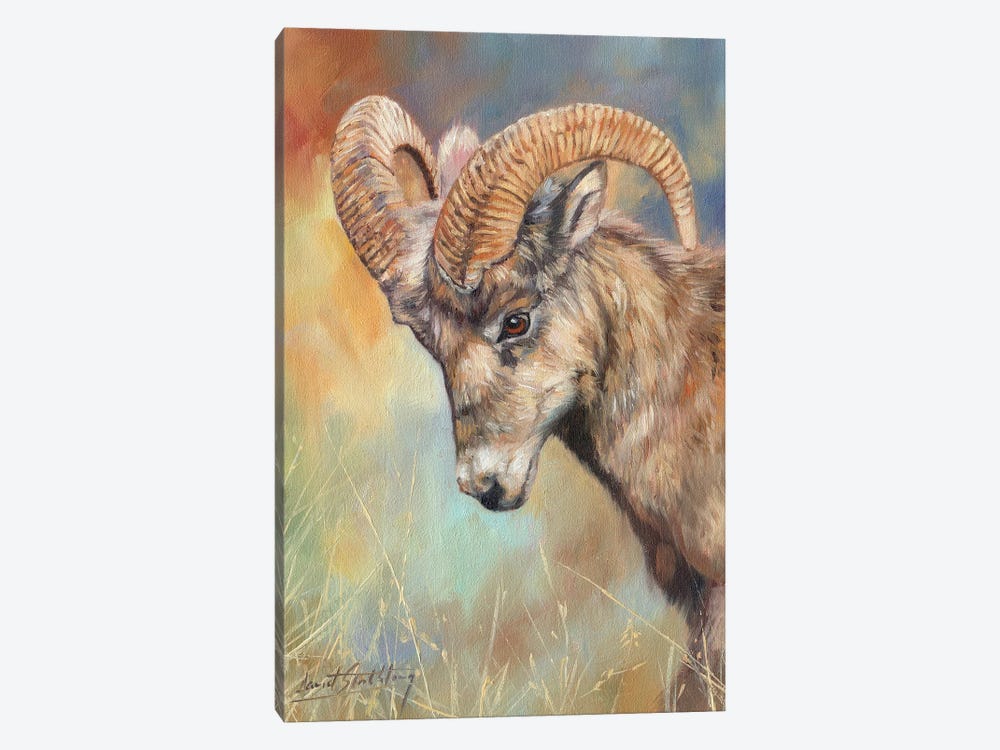 Bighorn Sheep by David Stribbling 1-piece Art Print