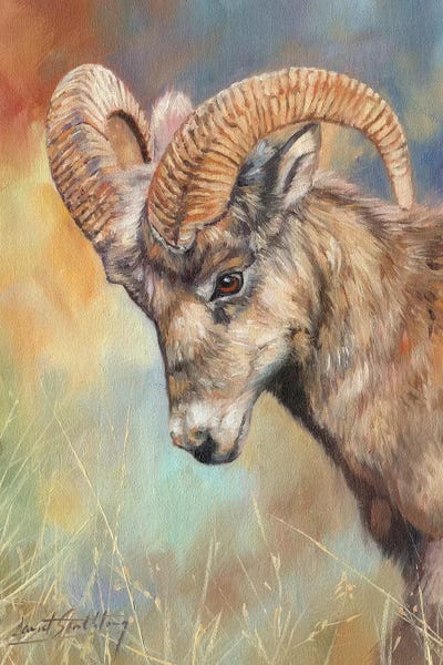Sheep: Bighorn Sheep by David Stribbling