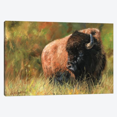 Bison I Canvas Print #STG12} by David Stribbling Canvas Print
