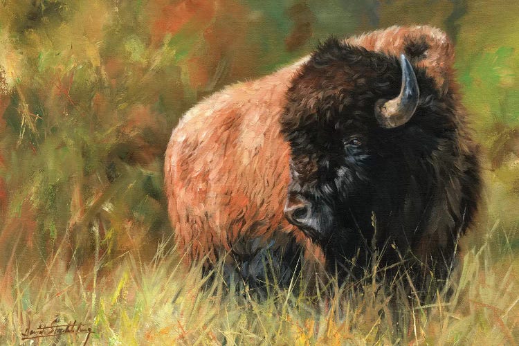 Bison I