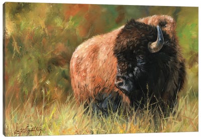 Bison I Canvas Art Print - David Stribbling