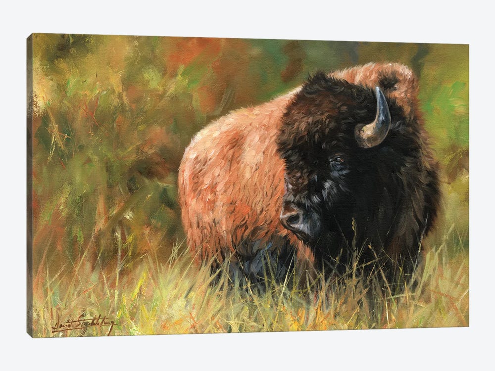 Bison I by David Stribbling 1-piece Canvas Art