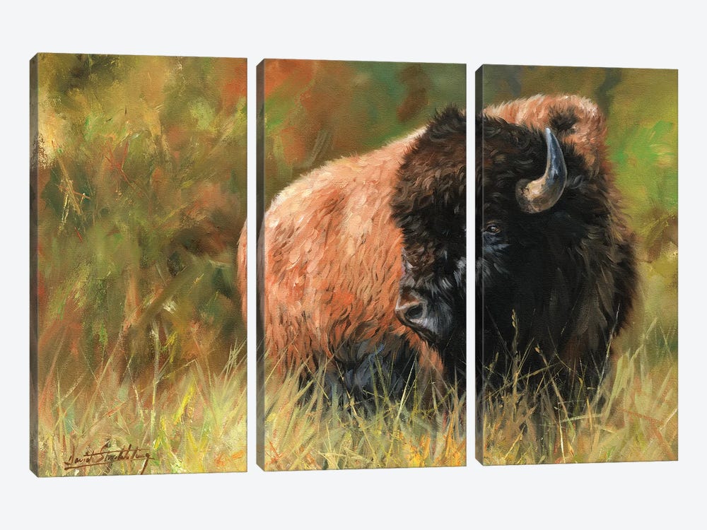 Bison I by David Stribbling 3-piece Canvas Wall Art