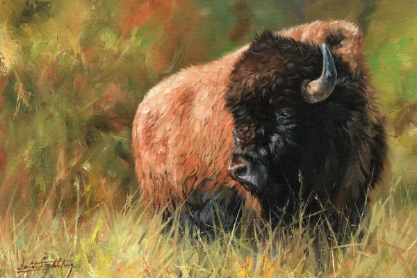 Photorealism: Bison I by David Stribbling
