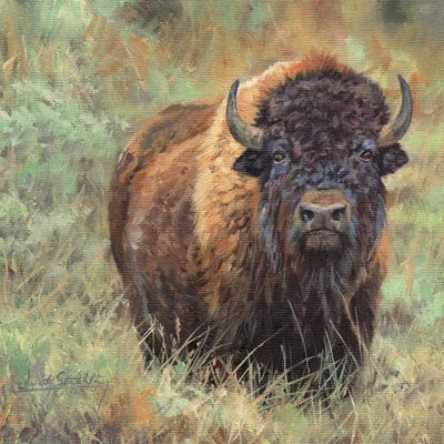 Bison II by David Stribbling art print