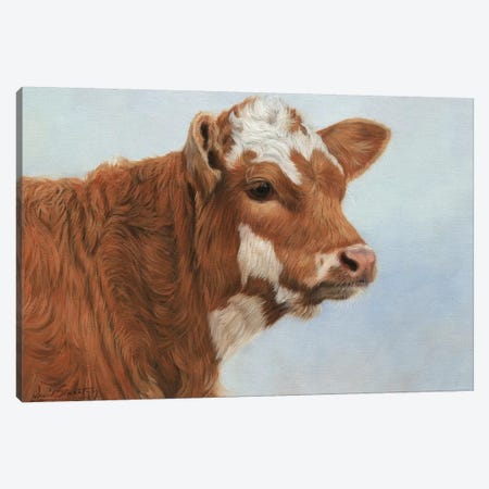 Calf Canvas Print #STG132} by David Stribbling Canvas Art Print