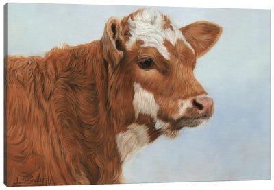 Calf Canvas Art Print - David Stribbling