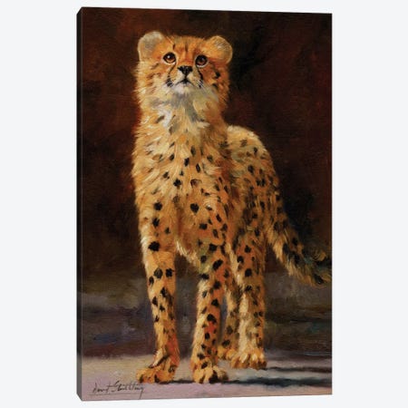 Cheetah Cub II Canvas Print #STG133} by David Stribbling Canvas Print