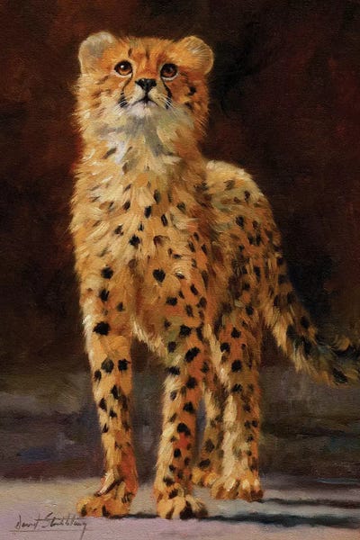 Cheetahs: Cheetah Cub II by David Stribbling
