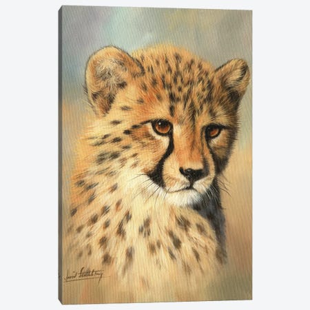Cheetah Cub Portrait II Canvas Print #STG134} by David Stribbling Canvas Art