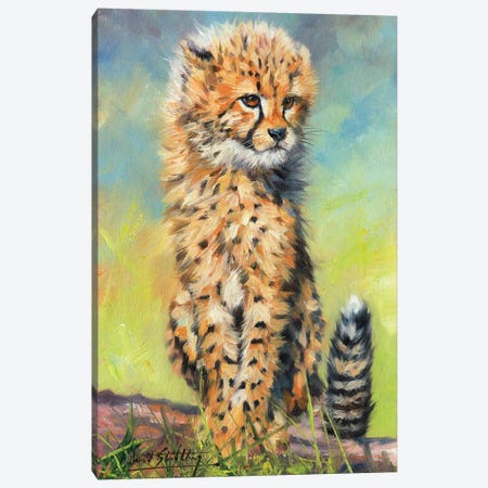Cheetah Cub Sitting Canvas Print #STG135} by David Stribbling Canvas Wall Art