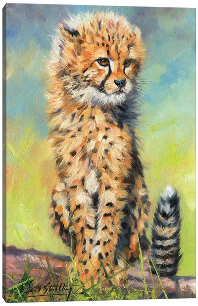 Cheetah Cub Sitting Canvas Art Print - David Stribbling