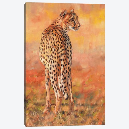 Cheetah Sunset Canvas Print #STG137} by David Stribbling Canvas Art