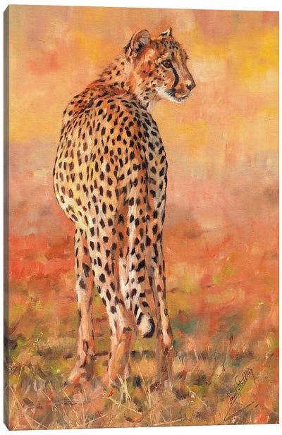 Cheetah Sunset Canvas Art Print - David Stribbling