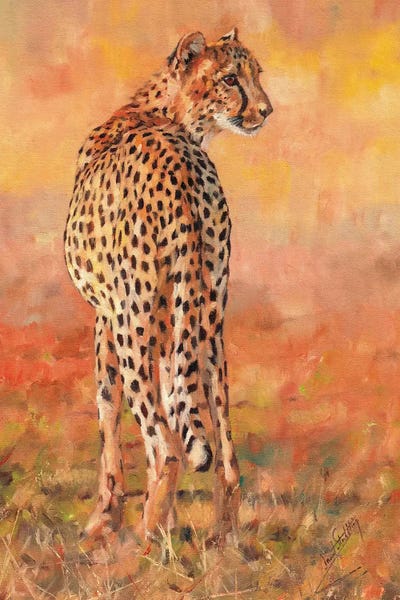 Cheetahs: Cheetah Sunset by David Stribbling