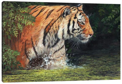 Cool Cat Canvas Art Print - Tiger Art
