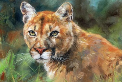 Cougar Portrait by David Stribbling art print
