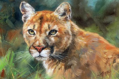 Cougar Portrait Canvas Wall Art by David Stribbling | iCanvas