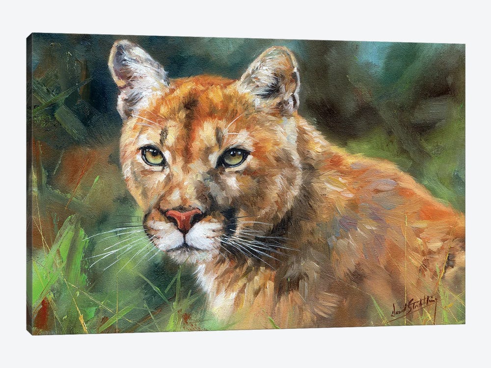 Cougar Portrait by David Stribbling 1-piece Canvas Wall Art