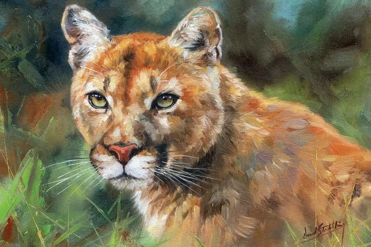 Cougar Portrait