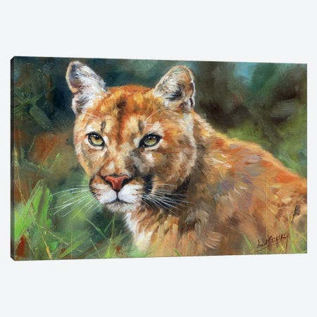 Cougar Portrait Canvas Print #STG139} by David Stribbling Canvas Print
