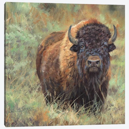 Bison II Canvas Print #STG13} by David Stribbling Canvas Art Print