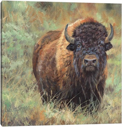 Bison II Canvas Art Print
