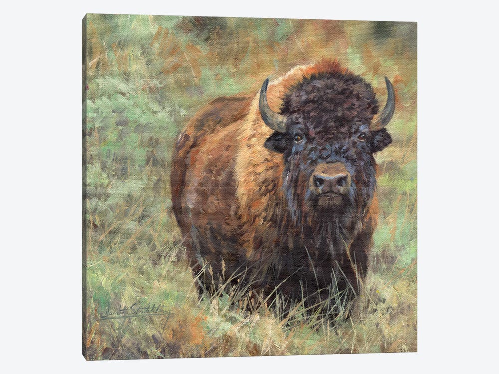 Bison II by David Stribbling 1-piece Art Print