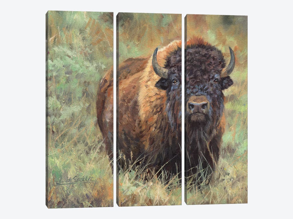 Bison II by David Stribbling 3-piece Canvas Print