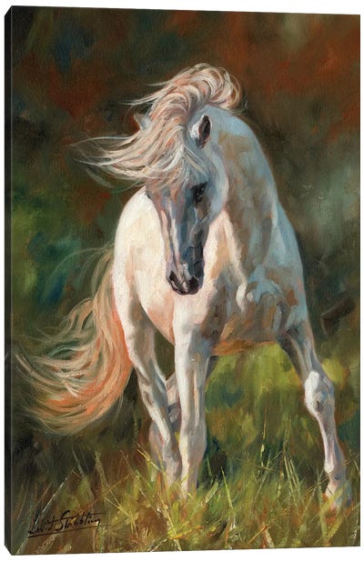 Dance Like No-One Is Watching Canvas Art Print - Horse Art