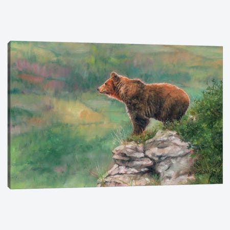 European Brown Bear Canvas Print #STG143} by David Stribbling Canvas Art