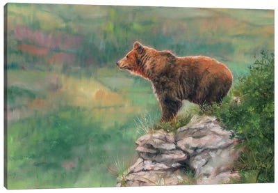 European Brown Bear Canvas Art Print - David Stribbling