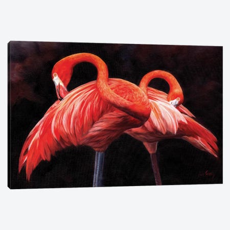 Flamingos Canvas Print #STG144} by David Stribbling Canvas Print