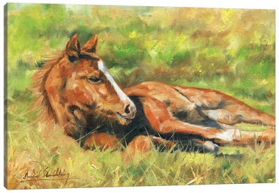 Foal Canvas Art Print - Photorealism Art