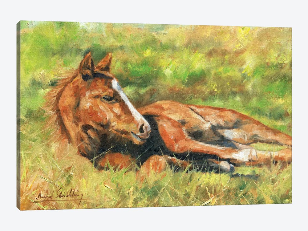 Foal by David Stribbling 1-piece Canvas Artwork