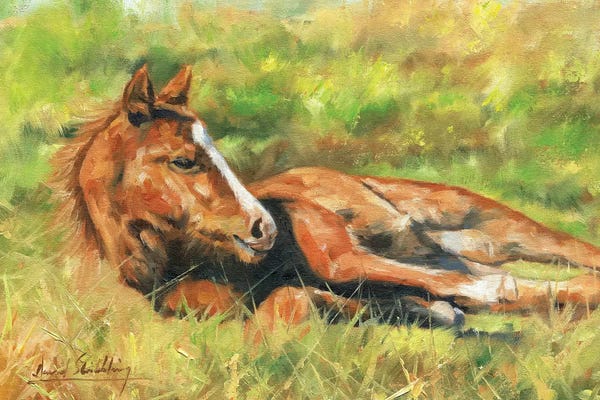 David Stribbling: Foal by David Stribbling