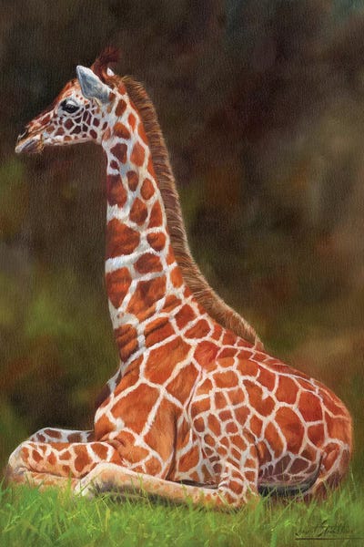 Giraffe Resting by David Stribbling framed wall art