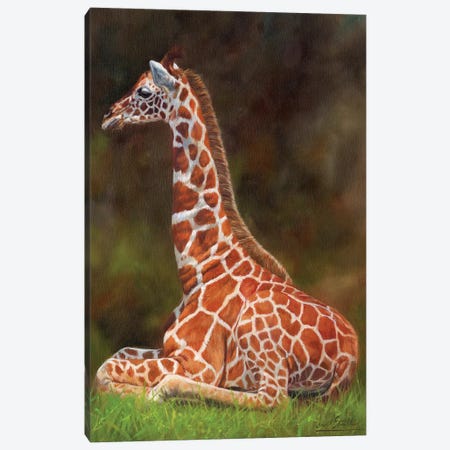 Giraffe Resting Canvas Print #STG147} by David Stribbling Canvas Art Print