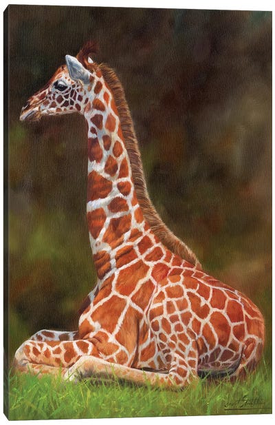 Giraffe Resting Canvas Art Print - David Stribbling