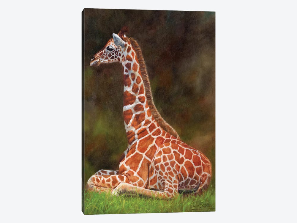 Giraffe Resting by David Stribbling 1-piece Canvas Art Print