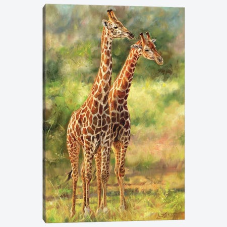 Giraffes Canvas Print #STG148} by David Stribbling Canvas Wall Art