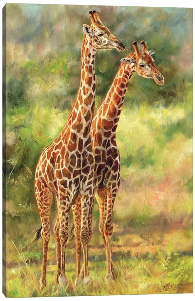 Giraffes Canvas Art Print - David Stribbling