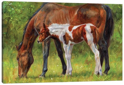 Horse And Foal Canvas Art Print - David Stribbling