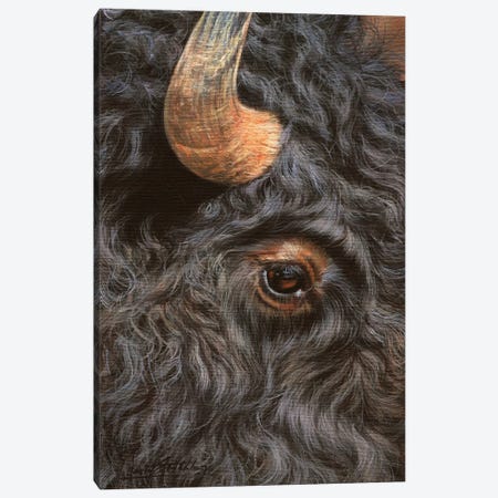 Bison Close-Up Canvas Print #STG14} by David Stribbling Canvas Wall Art
