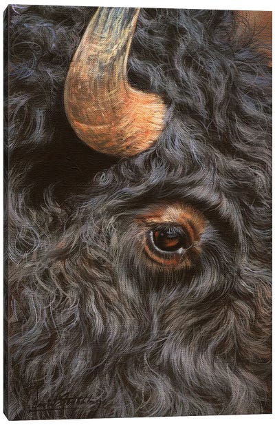 Bison Close-Up Canvas Art Print - Close-up